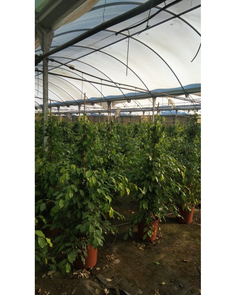 FICUS BENJAMINA M30