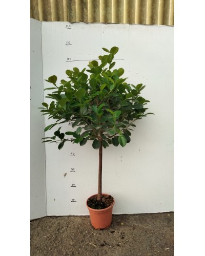 FICUS MARINMA COPA M17