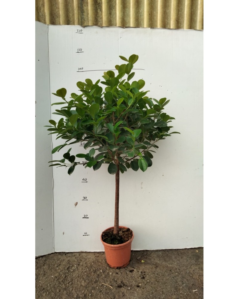 FICUS MARINMA COPA M17