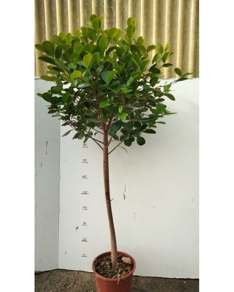 FICUS MARINMA COPA M23