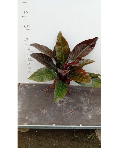 PHILODENDRO IMPERIAL RED M17