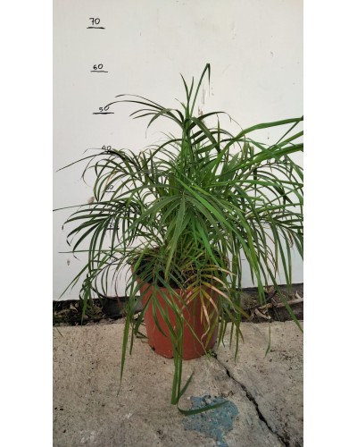 PHOENIX ROEBELINNI M20