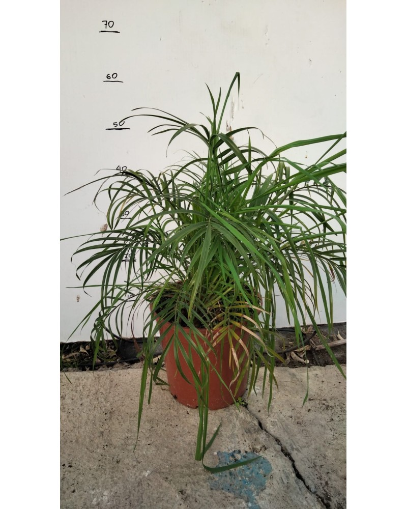 PHOENIX ROEBELINNI M20