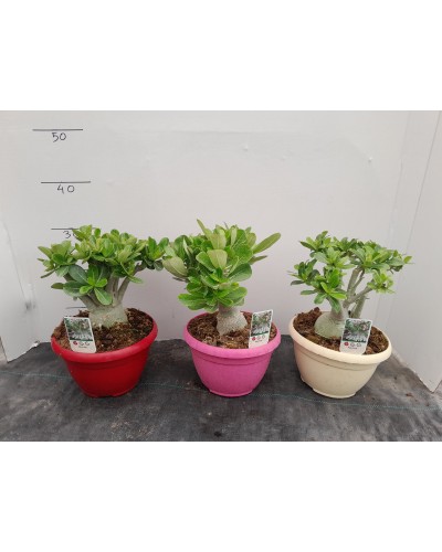 ADENIUM OBESUM T20