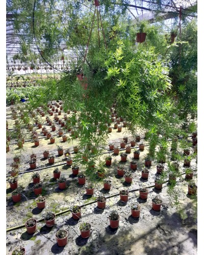 ASPARRAGUS SPRENGERI T15