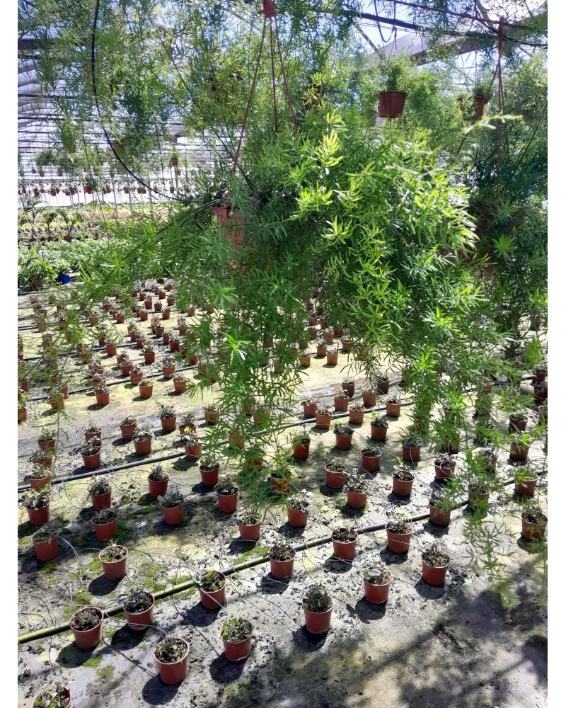 ASPARRAGUS SPRENGERI T15