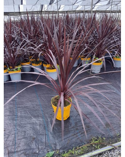 CORDYLINE M20